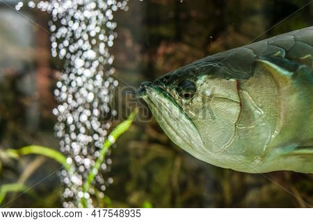 Rare Exotic Huge Fish In The Aquarium