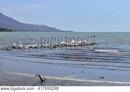 A Group Of King Herons On Some Stones On The Jocotepec Boardwalk. Mexico