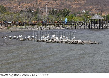 A Group Of King Herons On Some Stones On The Jocotepec Boardwalk. Jalisco