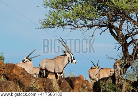 Gemsbok antelopes (Oryx gazella) in natural habitat, Mokala National Park, South Africa