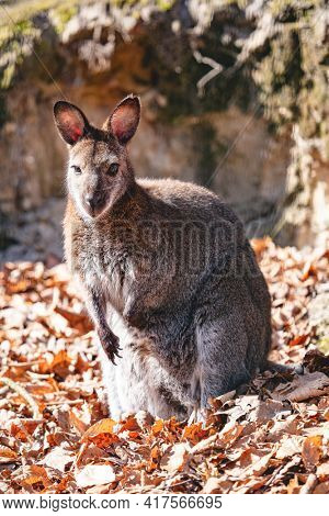 Red necked wallaby full body portrait