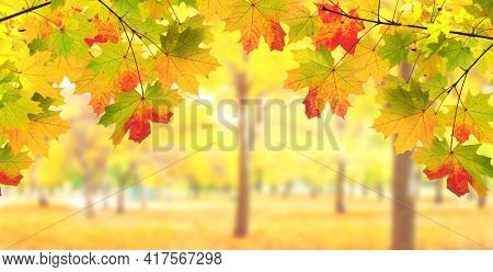 Calm fall season. Maple leaves on sunny beautiful nature autumn background. Horizontal autumn banner with  Maple leaf of red, yellow and green color. Copy space for text  