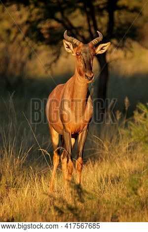 Rare tsessebe antelope (Damaliscus lunatus) in natural habitat, South Africa