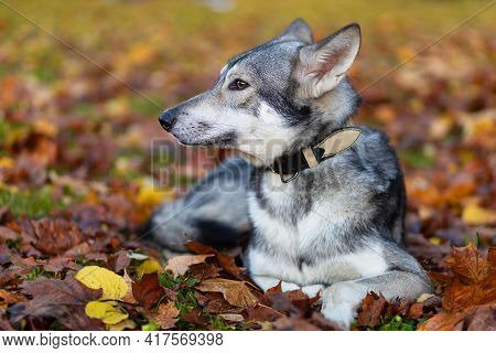 Profile Portrait Of Grey Wolf Dog Saarlos Lying In The Park On The Grass In Autumn.