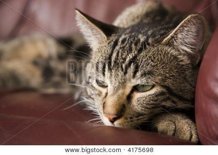 Gatto pigro