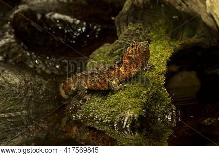 Chinese Crocodile Lizard (shinisaurus Crocodilurus) In Zoo.