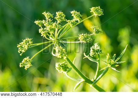 Heracleum Sosnowskyi, Sosnowskys Hogweed, Giant Heads Of Cow Parsnip Seeds, A Poisonous Plant Family