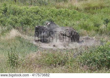 One Wallowing Male Adult Bison In Dirt In National Bison Range