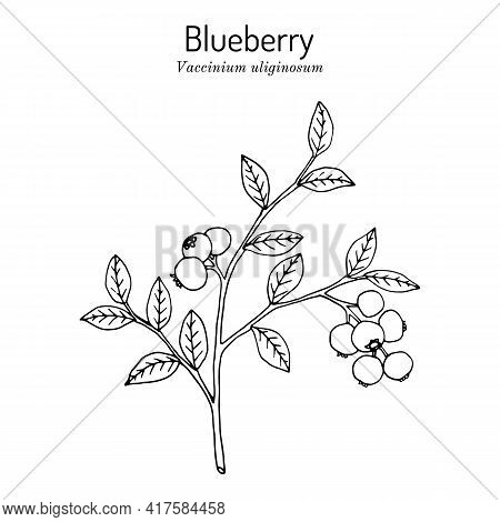Bog Blueberry, Vaccinium Uliginosum, Branch With Leaves And Fruit, Edible And Medicinal Plant, The S