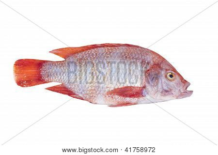 Mango fresco pesce isolata On White