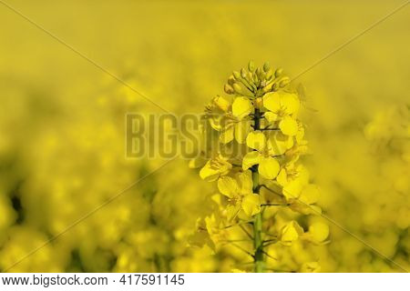 Closeup On A Flower Of Rapeseed Growing Under Yellow Blur Background