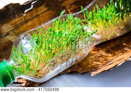 Young Green Plants In Plastic Bottle On Tree Bark. Ecology And Environmental Conversation. Earth Day