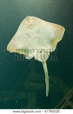 Ray In A Dutch Aquarium