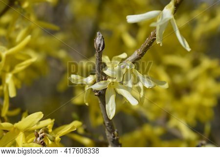 Weeping Forsythia Yellow Flowers - Latin Name - Forsythia Suspensa