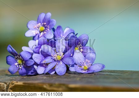 Chionodoxa Twinkle Like Stars.\nalso Known As Glory-of-the-snow, These Little Bulbs Produce A Cluste