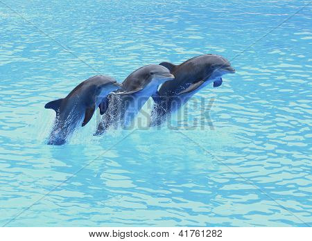 สาม Bottlenose โลมา Tursiops truncatus กระโจนในก่อ