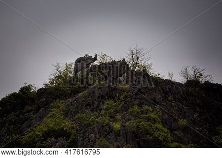Van Long In Tam Coc Vietnam