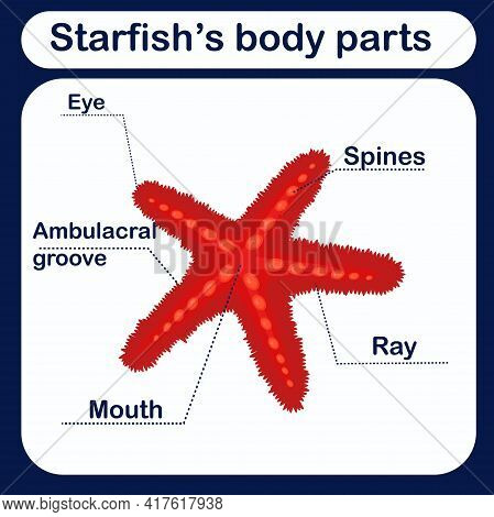 Starfish S Body
