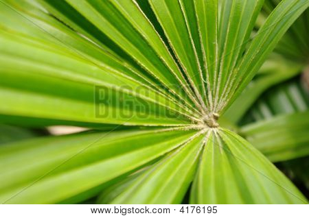 tropische Baumart Fan geformt leaf