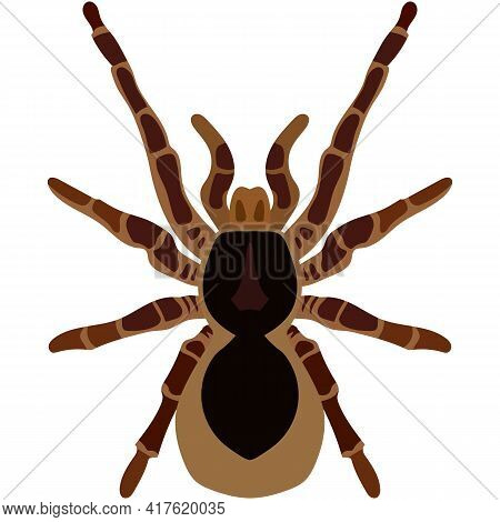 Vector Spider Theraphosa Blondi Illustration Isolated On White