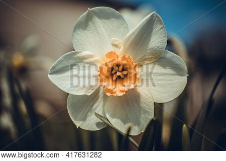 White Daffodil Narcissus Flowers Or Paperwhite Blossoming On Spring Day. Close Up Bunch Narcissus Pa