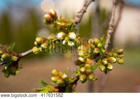 Thriving Maple Buds. Shallow Depth Of Field. The First Spring Gentle Leaves, Buds And Branches Macro