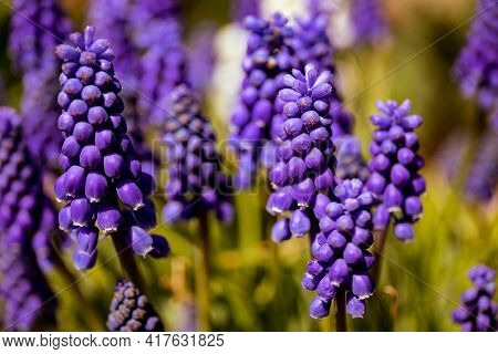 Flowers Of Grape Hyacinth Isolated On White Background.