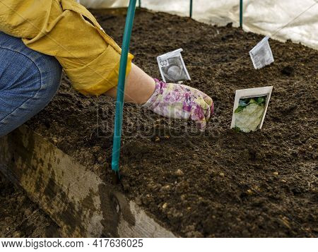 Pplant Seeds Are Planted By Woman In Soil In Greenhouse. Seeds, Bag, Loose Soil, Gloved Hand.