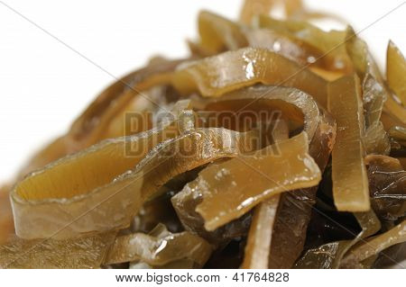 (Kelp) Laminaria alga közelről