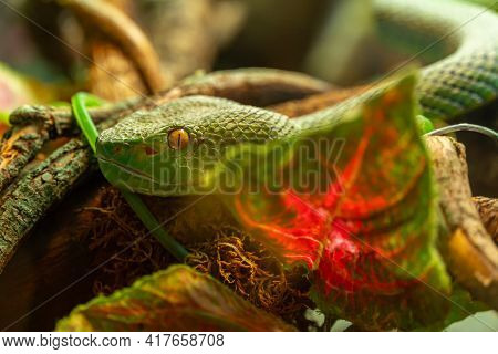 Green Poisonous Snake, Head Of Asian Palm Pit Viper Trimeresurus And Yellow Eyes Disguised In Stones