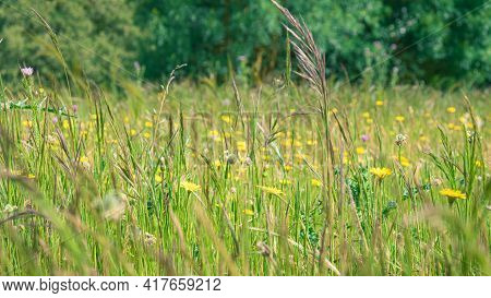 Grass Field In The Countryside. Bromus. Spring Allergy Concept