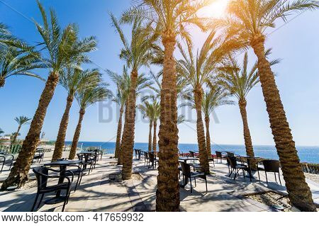 Tall Palms At Teracce Near The Sea Against The Blue Sky