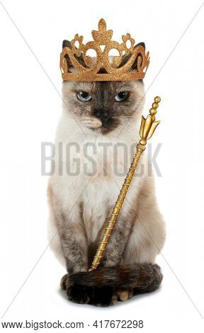 Grumpy cat king or prince with crown and scepter isolated on white funny conceptual image