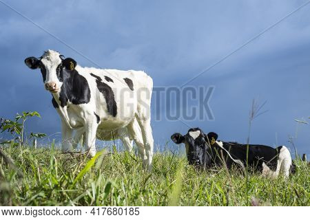 Two Milky Cows In The Valley Of Filandia In Colombia