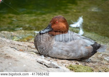Beautiful Duck With Orange Head, Common Pochard Male, Aythya Ferina, Sits On The Pond Shore. The Com
