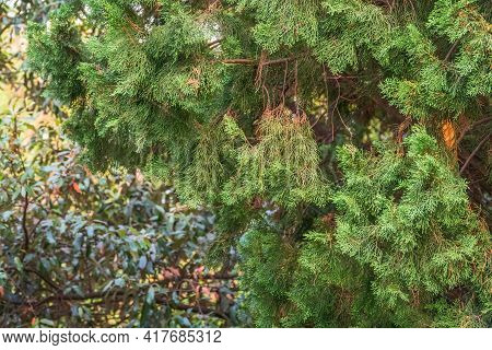 Leaves And Cones Of A Juniper Tree Evergreen. Juniperus Excelsa, Commonly Called The Greek Juniper
