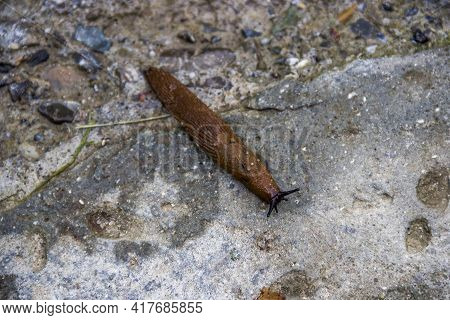 Close-up Of A Spanish Slug