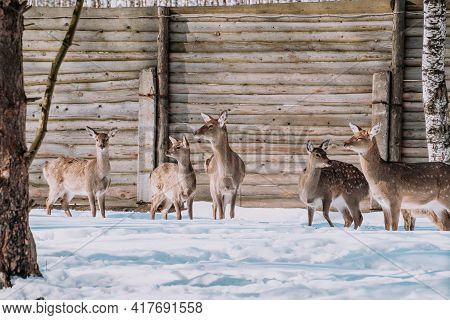 Sika Deers In The Nature Reserve In Russia