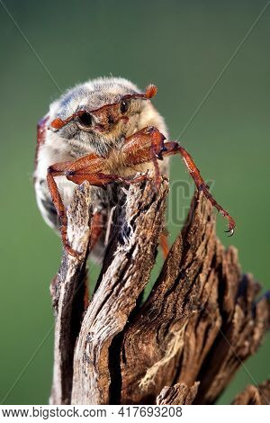 Fluffy Cockchafer Sitting On The Brown Branch In Green Background