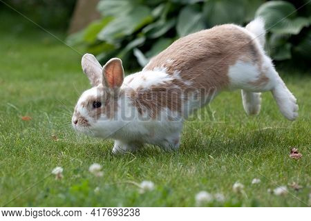 Rabbit Brown And White Jumping In A Green Meadow