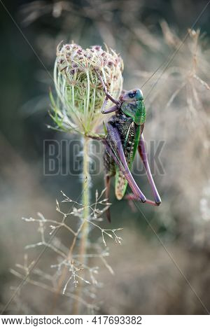 Green Grasshopper Sitting On The Beautiful Dry Plant In The Nice Meadow Background