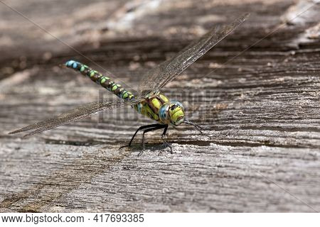 Dragonfly With Big Blue Eyes Sits On The Wooden Plank