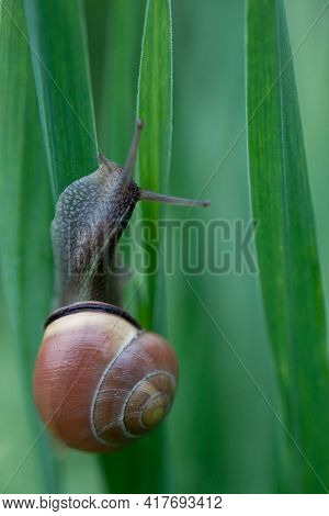 Nice Snail Climb Up To Green Tulip Leaves