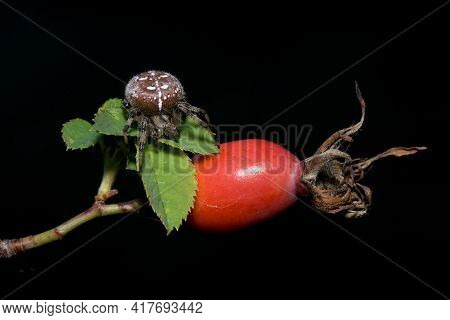 Araneus And The Rosehips In A Black Background