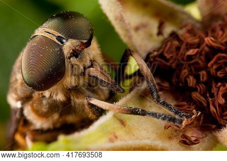 Brown Horsefly With Very Large Eyes And Pollen