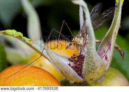 Crane Fly Sitting Between Orange Rose Hips Berries