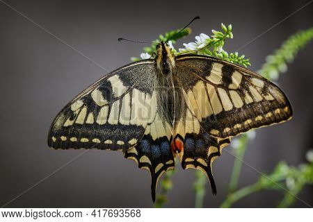 Old World Swallowtail Butterfly Sitting On The Plant