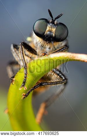 Fly With Big Beautiful Eyes On The Green Plant Leaf In A Blue Background