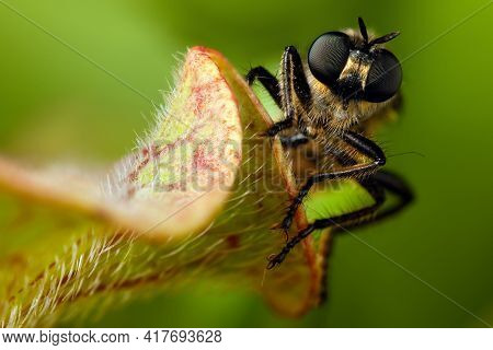 Fly With Big Eyes Portrait On A Hairy Carnivorus Plant