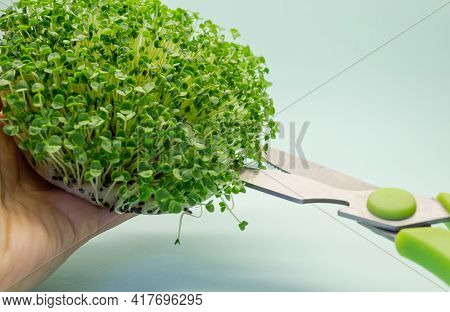 Cutting Off The Baselik Micro Vein. Microgreens Of Sprouted Basil Seeds. Healthy Food And Vegetarian